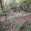 Plants: image 148 Of 208 Thumb